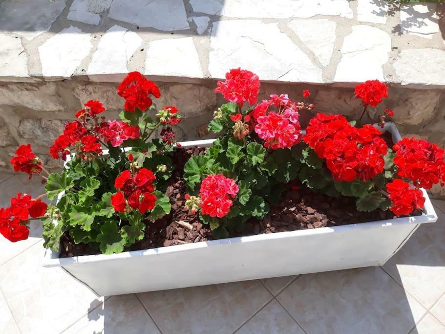 Mokošica Villa Sweet Home מראה חיצוני תמונה